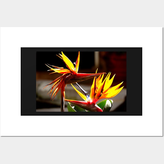 Oiseaux du paradis (Strelitzia Reginae) Fleur du Mexique Wall Art by franck380